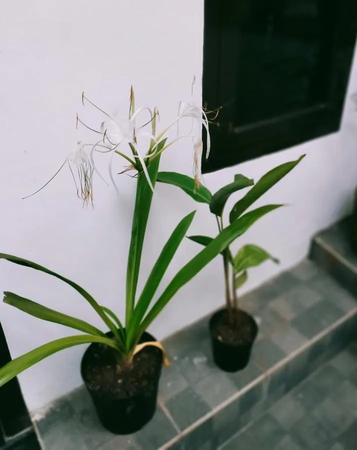 Green View Home Stay Thiruvananthapuram Homestay