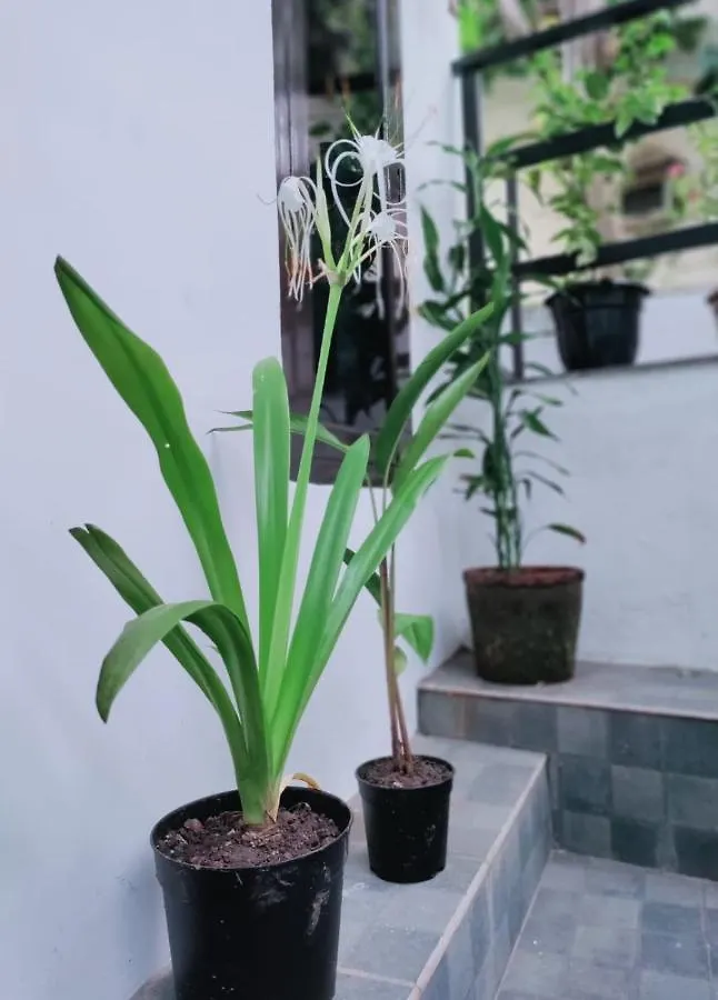 Green View Home Stay Thiruvananthapuram Homestay