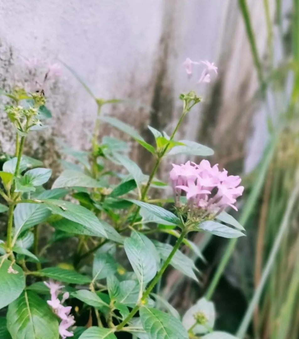 Green View Home Stay Thiruvananthapuram